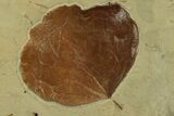 Fossil Leaf (Zizyphoides) - Montana #269354-2